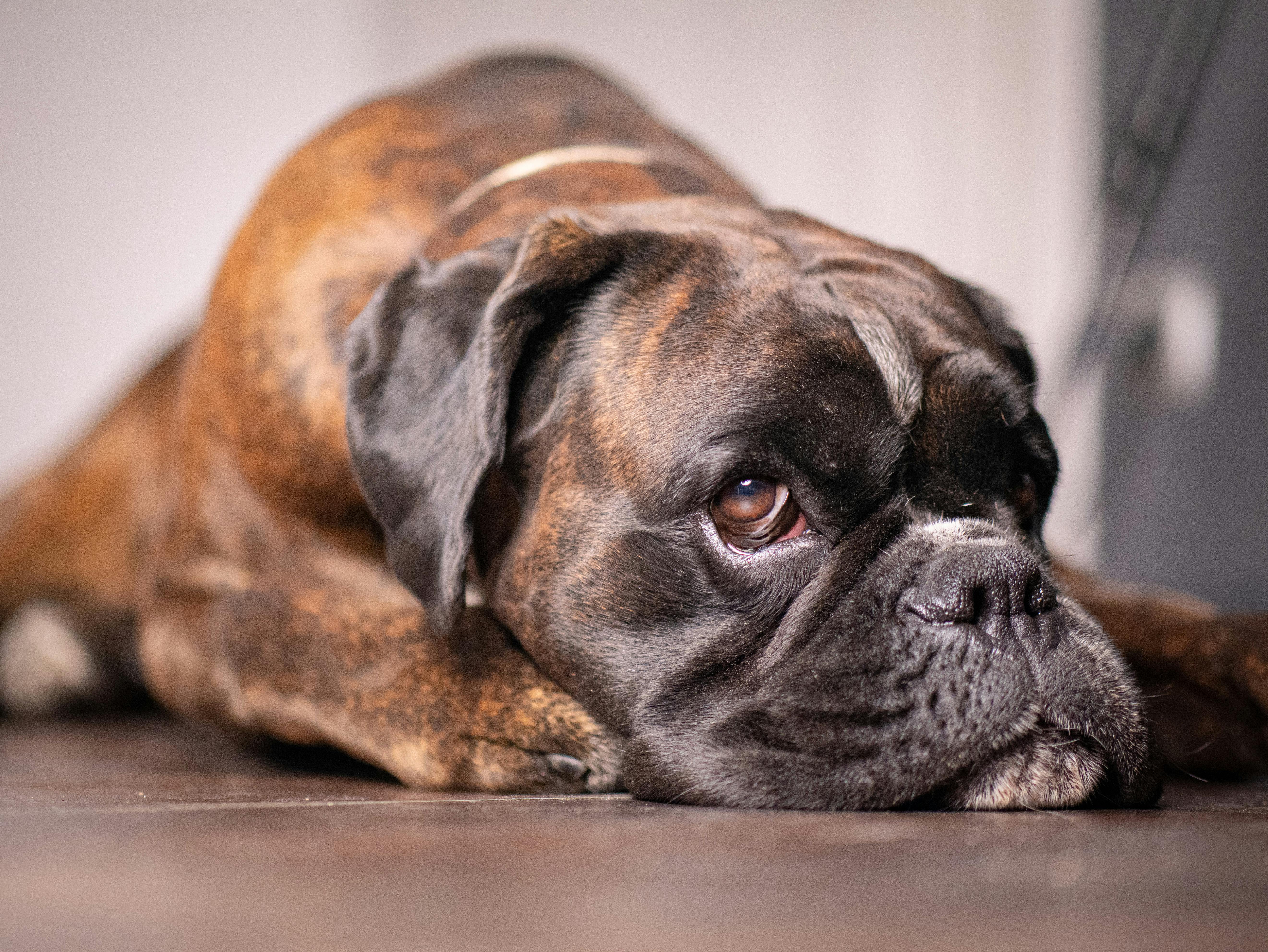 pexels photo 32371133 32371133 2