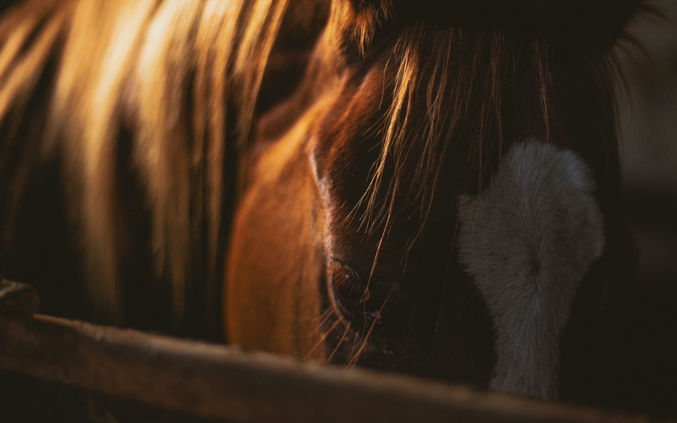A detailed close-up of a horse
